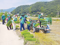 양산 서창동 풍년기원 사랑나눔 모내기