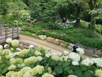 [함께 하는 마을 한 바퀴] ① 김해시 대동면 수안마을 / 쓰레기장서 꽃 피는 마을로… 대변신 일궈낸 주민들의 노력