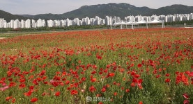 꽃망울 터트린 낙동강변 야생화…김해 꽃축제 기간 야생화 단지 개방