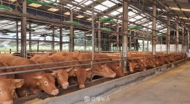 김해시, 한우 유전체 정보분석 지원사업 추진