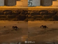 김해 해반천서 멸종위기 수달 발견