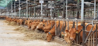 위기 맞은 지역 축산농가 살리겠다…김해시, 2023 축산발전사업 로드맵 제시