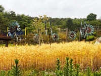 김해가야테마파크 행운 상징 보리 나눠드려요!