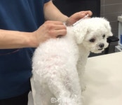 김해시, 9월까지 반려동물 등록 자진신고 기간 운영