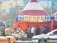 고발하면 끝?…김해국토관리사무소, 진영 대로변 단감 노점 단속 구멍 숭숭
