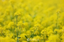 [포토] 짧지만 강렬한 봄의 절정 김해 유채꽃, 어디 가면 볼 수 있나
