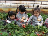 미리벌초병설유치원, 딸기따기 체험학습 다녀왔어요!