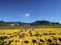 정강들에 약초 캐러 오세요