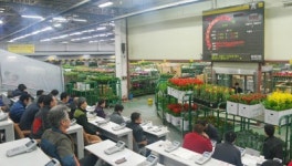 aT 화훼공판장, 관엽류 일요일 경매