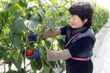 고성 파프리카 수출효자 톡톡