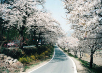 화개10리벚꽃길 순수 美 만끽