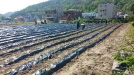 거창군 마리면, 고구마 심기 행사