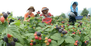 친환경 복분자 맛보러 오세요