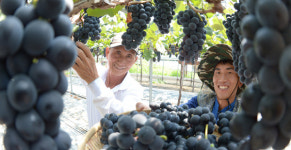 거창 포도 유혹