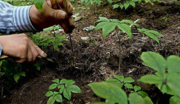 황금산삼 찾고 심마니 체험을