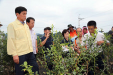 블루베리 상품성 높여야죠