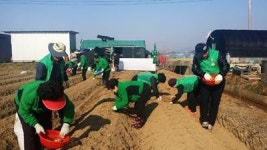 새마을 밀양시협, 사랑나눔 감자심기