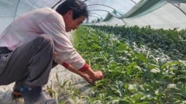 창원 대산농가, 수박 출하 막바지 구슬땀