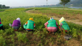 밀양 가곡동새마을, 코스모스 동산 가꾸기