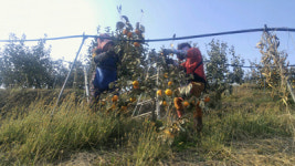 진주 단감 농가 소득 효자 톡톡