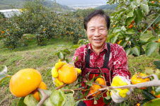 산청 고종시 전국 대표과일 땄다