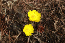 복수초 추위 이기고 활짝