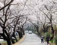 하동 십리벚꽃길 별천지 오세요