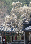덕천서원 목련꽃