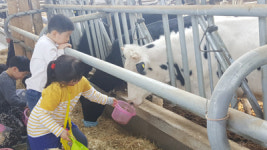 고성 상리초 목장 체험