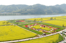 전국 최대 유채꽃 물결에 물든다