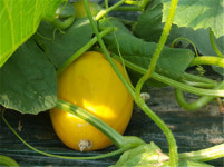 창원 신품종 멜론 금향 첫선