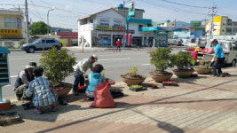 밀양 교동, 국도변ㆍ사거리 꽃 식재