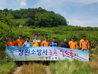 창원소방서, 감꽃 솎기 농촌일손돕기