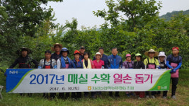 1사 1촌 결연 농협 함께 매실 수확