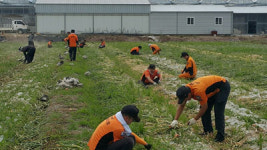 거창소방서, 양파농장 일손돕기