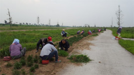 밀양 하남읍새마을부녀회, 잡초제거