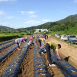 거창군 남상면, 배추 모종 심기 행사