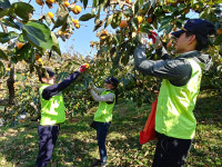 진주경찰서, 단감 수확 봉사 활동