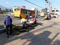 밀양시 가곡동, 겨울팬지 6천본 식재