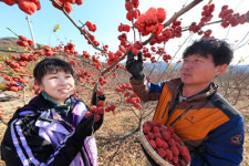 산청 친환경 꾸지뽕산음동의목 첫 수확
