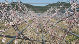 플럼코트(자두+살구), 거제서 첫 개화