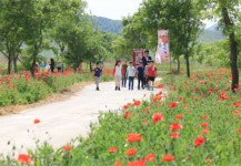 꽃향기 가득한 초동면으로 오세요