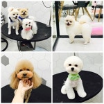 오드리 펫 살롱 박현숙 대표, 김아영 실장 반려견에게 미용에 대한 좋은 기억 주고파