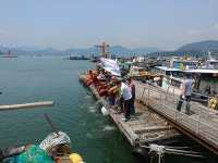 창원시, 말쥐치 치어 방류