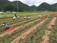 의령군 공무원 농촌 일손돕기 구슬땀
