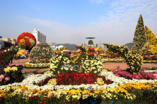 11만본 국화의 향연… 새롭게 준비했습니다