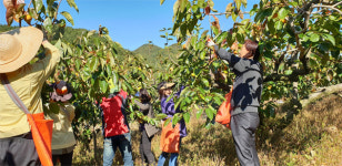밀양 삼랑진읍， 단감수확 일손돕기