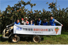 창원시의회 더불더불봉사단, 단감수확