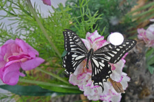 남해 나비생태공원서 봄 나들이 어때요?