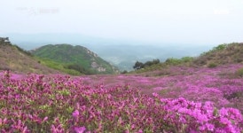 만개 시기 지난 황매산 철쭉제, 방문시 입장료 주차비 금액은?